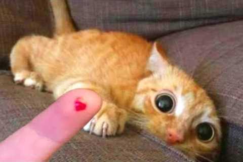 Try Not To Laugh | Funniest Cat Videos In The World | Funny Animal Videos #100