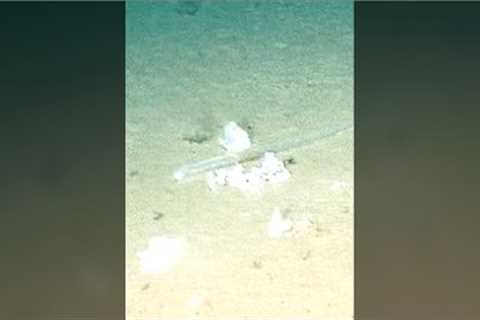 Scientists Exploring The Mariana Trench Just Made A Surprising Discovery #shorts