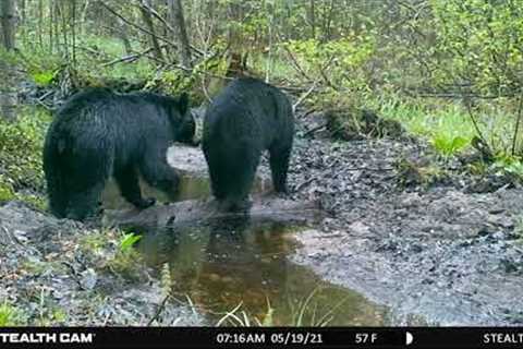 Best Trail Camera Videos from January through June 2021