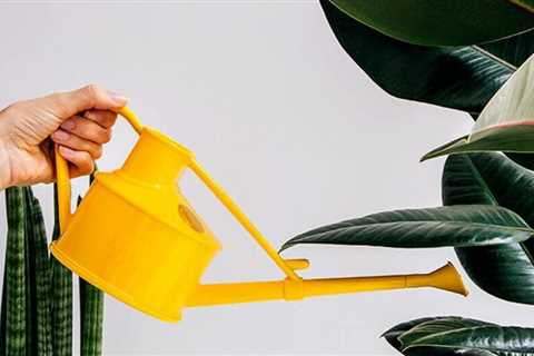 Everything You Need To Know About Watering Houseplants