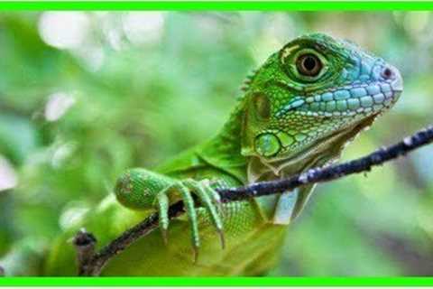 10 Exotic pets that are inexpensive or cheap