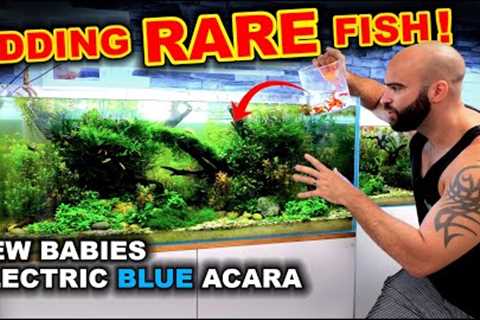 Adding Fish To Rare Fish Aquarium &amp; Electric Blue Acara Babies in Amazon River!!