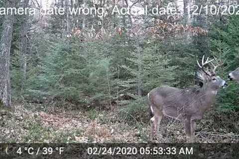 Best Trail Cam Footage of 2020