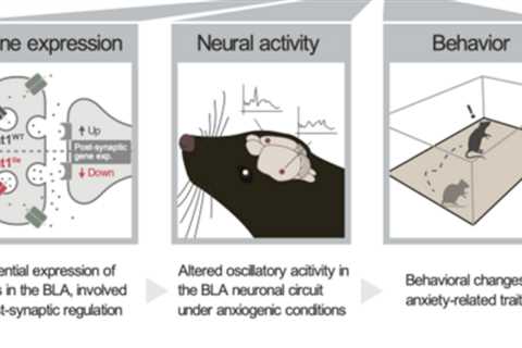 A brain mechanism underlying the evolution of anxiety
