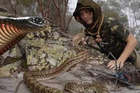 Exploring SNAKE ISLAND - Deadly ANIMALS AUSTRALIA! (Spiders/Snakes/Mudcrabs)