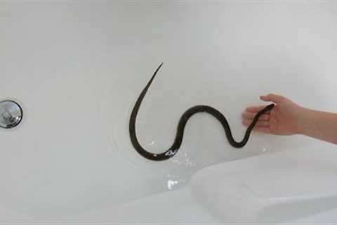 Teaching My Pet Snake to Swim