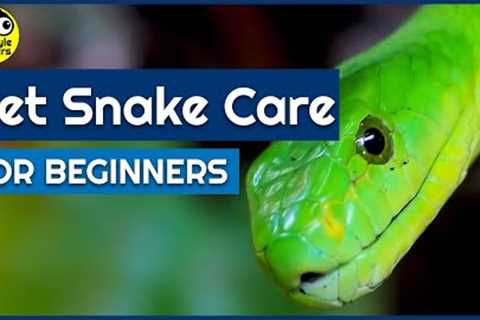 How to look after your Pet Snake (Beginners Guide)