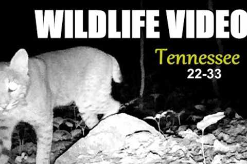Narrated Wildlife Video 22-33 from Trail Cameras in the Tennessee Foothills of the Smoky Mountains