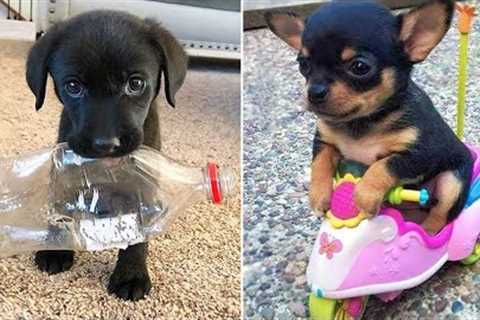 Baby Dogs 🔴 Cute and Funny Dog Videos Compilation #30 | 30 Minutes of Funny Puppy Videos 2022