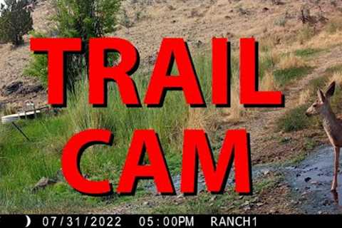Trail Cam - New Browning Camera!
