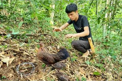 Skills Trap Wild Chickens to Raise, Survival Instinct, Life In The Wild Alone