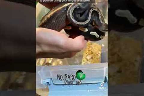 🐍 Snake had a bad shed? Here’s how you can help! 🧪 #snakes #shorts #snakebreeder #badshed #pets