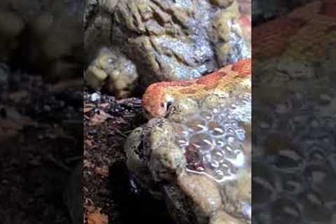Have You Seen A Corn Snake Drink Before?  | JOHAN EXOTIC