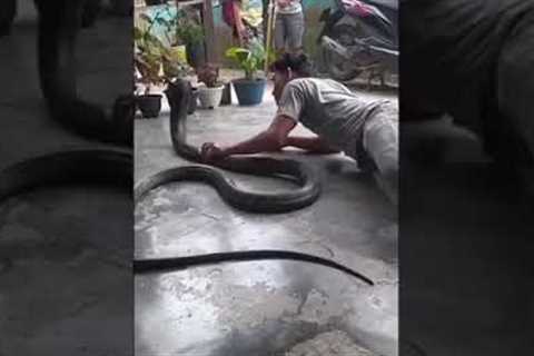 snake lover 💖#snake #forest #follow #ronaldo