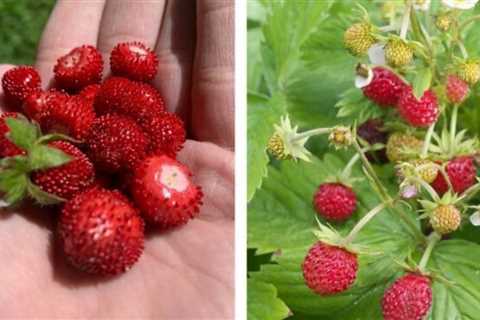What’s the Difference Between Mock and Wild Strawberry Plants?