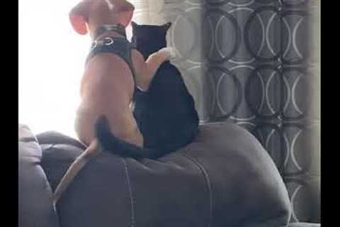 These unlikely animal friendships will melt your heart - so wholesome ! 🐶