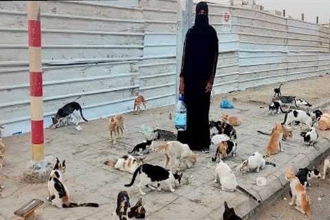 Hungry cat video| the dodo|cat video Pakistan|قطط