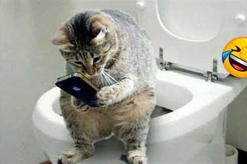 Try Not To Laugh Animals | Funniest Cat Videos In The World | Funny Animal Videos #128