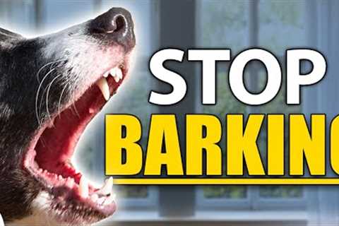 STOP Your Dog From Barking Indoors - Complete Guide