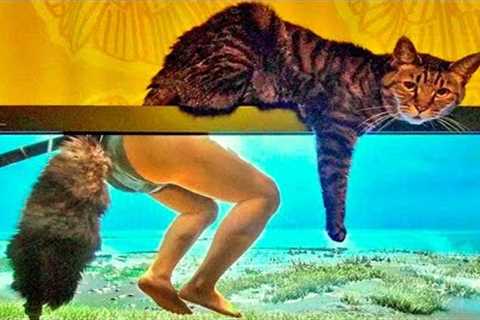 Best Funny Cat Videos That Will Make You Laugh All Day Long 😂😹