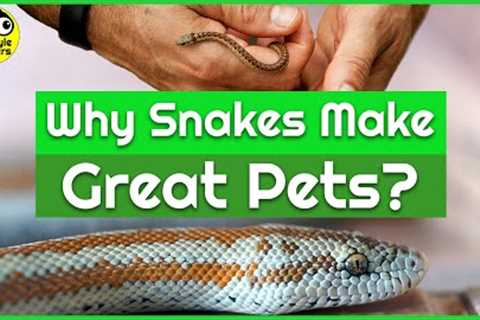 Why Snakes make Great Pets