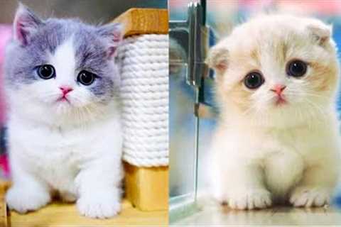 🐈 FUNNY ANIMAL - Cute and Funny Cat Videos Compilation Aww Animals