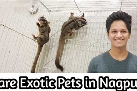 Exotic Pets In Nagpur | Krish Exotic | Nagpur Pets।