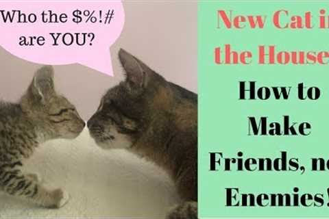 My Cat HATES my New Kitten - Help? How to Introduce Cats!