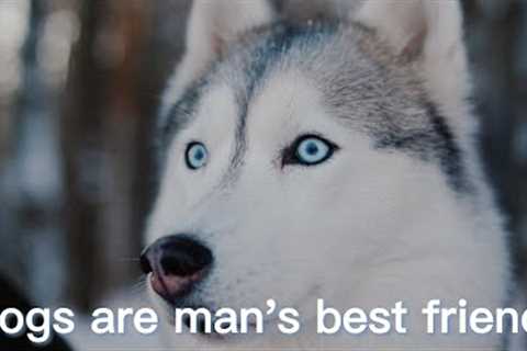 Cute and funny dog ,Funny Puppy Videos2022