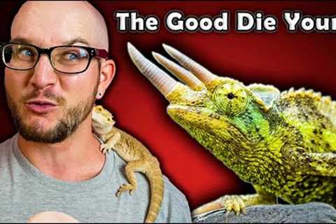 5 Reptiles That Will Be GONE In Five Years!