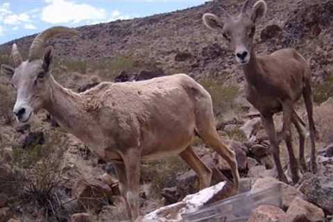 2 mama Big Horn Sheep with their 2 babies! Desert trail camera.