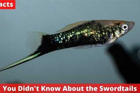 9 Facts You Didn't Know About the Swordtails
