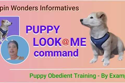 TEACH YOUR PUPPY LOOK AT ME COMMAND - BY EXAMPLE