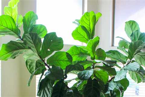 How Not to Kill Your Houseplant