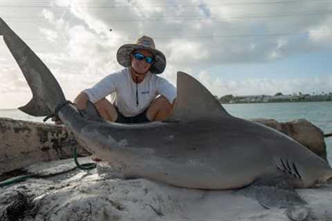 GIANT Bull Shark! Catch Clean Cook (FL Keys Bridge Fishing)