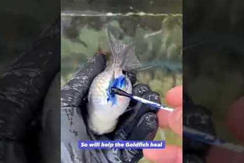 Am I painting my fish blue?