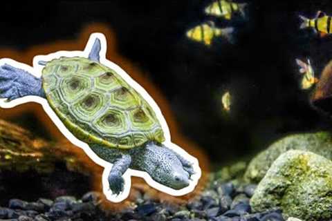 5 Best Aquatic Pets That Aren't Aquarium Fish [Live Stream]