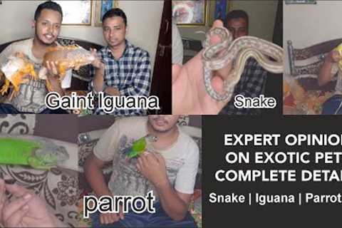 Exotic pets in India Complete Details with Expert @Amaan Prehistoric | iguana | Snakes #pets #snake