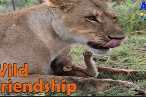 Unbelievable Animal Friendships Compilation  Amazing Animals Friendship