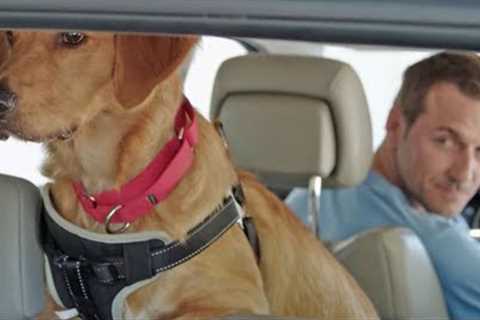 How to Get a Dog Used to Long Car Rides