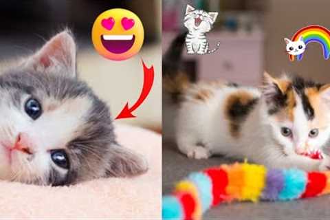 FUNNY CATS MOMENTS COMPILATION😸😸 |  Funniest Cat Videos |  Funny Cats |  Hilarious | LOL