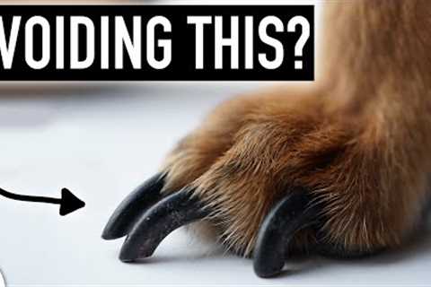 Dog Nail Clipping Doesn't Have To Be STRESSFUL...