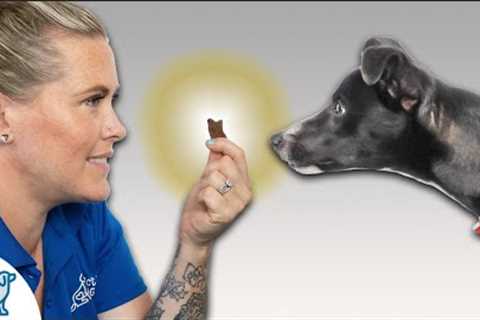 Before Using Treats In Your Dog Training... KNOW THIS!