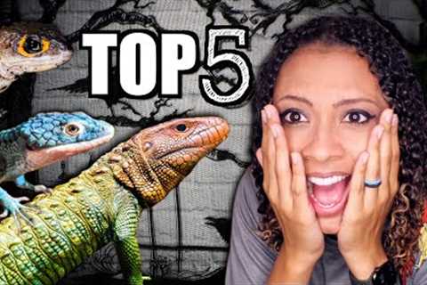 My 5 FAVORITE Pet Lizards