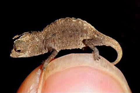 🙀 10 Awesome Unique And Exotic Reptiles 🦖🦕🐍