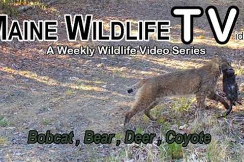 Maine Wildlife Trail Video | Bobcat catches prey | Bear | Deer | Trail Cam | week ending 5.14.22