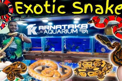 Exotic Snake Pets In India | Ball Python , Milk Snake , Corn Snake At Karnataka Aquarium