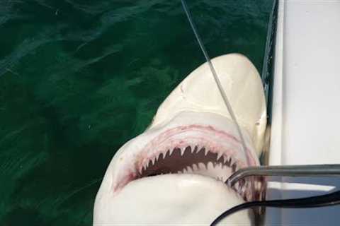 BLACKTIP SHARK Catch, Clean and Cook Marathon Key!