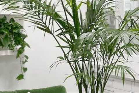 All information about parlor palm @ All season gardening.