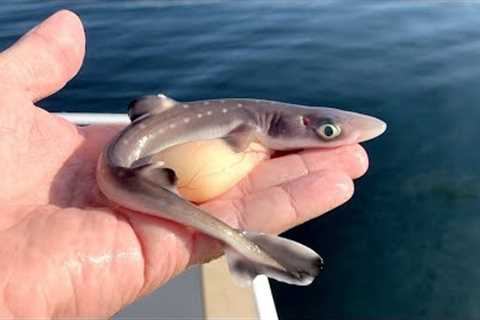 Eating a Venomous Shark!!! EPIC Catch &amp; Cook (Live Bait)